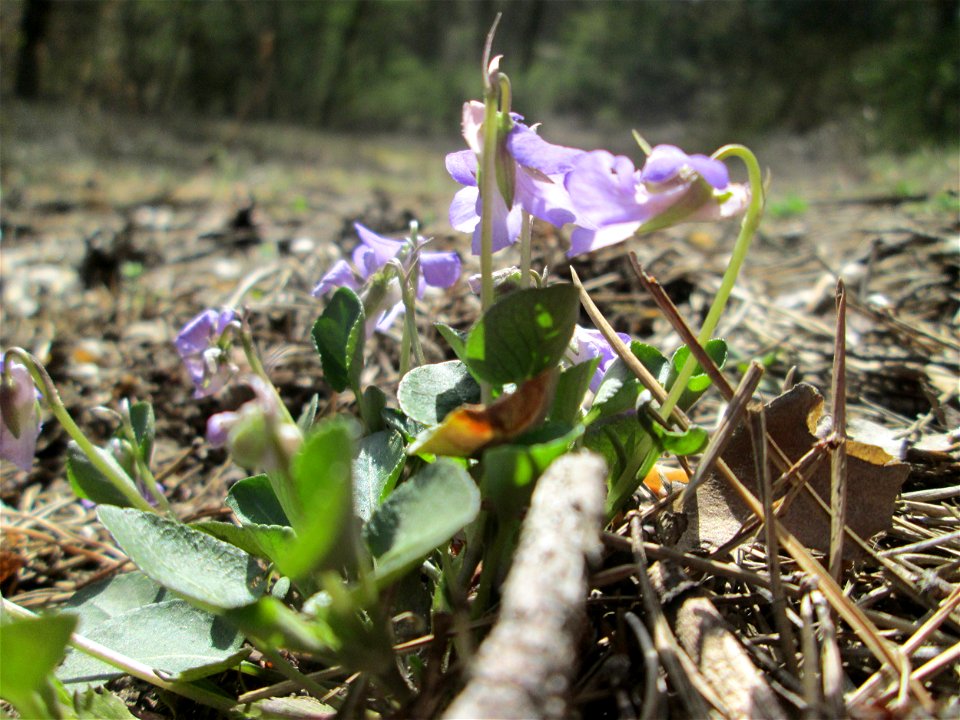 Hain-Veilchen (Viola riviniana) in der Schwetzinger Hardt