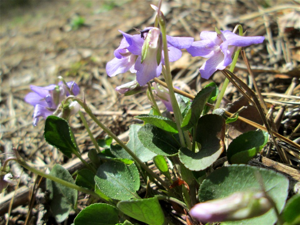 Hain-Veilchen (Viola riviniana) in der Schwetzinger Hardt
