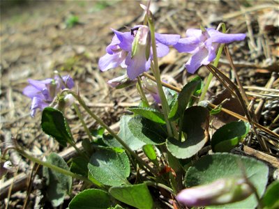 Hain-Veilchen (Viola riviniana) in der Schwetzinger Hardt