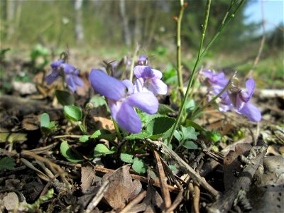 Hain-Veilchen (Viola riviniana) in der Schwetzinger Hardt