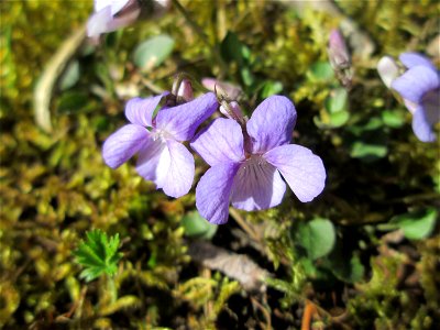 Hain-Veilchen (Viola riviniana) in der Schwetzinger Hardt