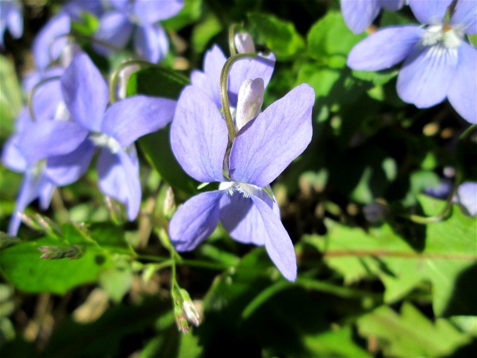 Hain-Veilchen (Viola riviniana) in Alt-Saarbrücken