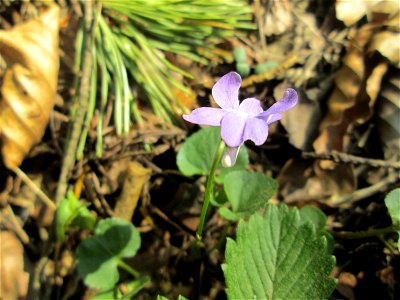 Hain-Veilchen (Viola riviniana) in der Schwetzinger Hardt - zu unterscheiden vom ähnlichen Wald-Veilchen (Viola reichenbachiana) durch den weißen Sporn