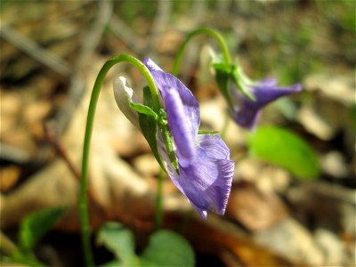 Hain-Veilchen (Viola riviniana) in der Schwetzinger Hardt - zu unterscheiden vom ähnlichen Wald-Veilchen (Viola reichenbachiana) durch den weißen Sporn