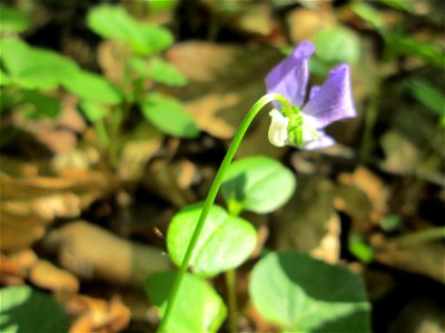 Hain-Veilchen (Viola riviniana) in der Schwetzinger Hardt - zu unterscheiden vom ähnlichen Wald-Veilchen (Viola reichenbachiana) durch den weißen Sporn