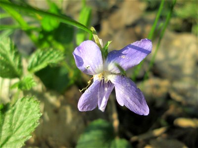 Hain-Veilchen (Viola riviniana) in der Schwetzinger Hardt