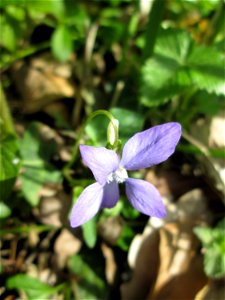 Hain-Veilchen (Viola riviniana) in der Schwetzinger Hardt