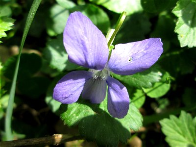Hain-Veilchen (Viola riviniana) in der Schwetzinger Hardt