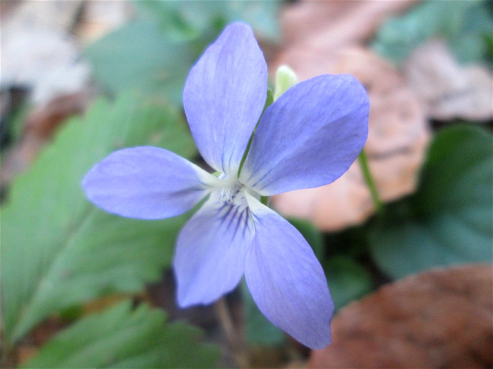 Hain-Veilchen (Viola riviniana) in der Schwetzinger Hardt - häufig im Frühling, aber auch im Herbst noch gelegentlich zu sehen