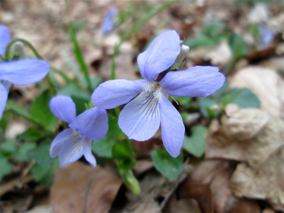 Hain-Veilchen (Viola riviniana) im St. Johanner Stadtwald