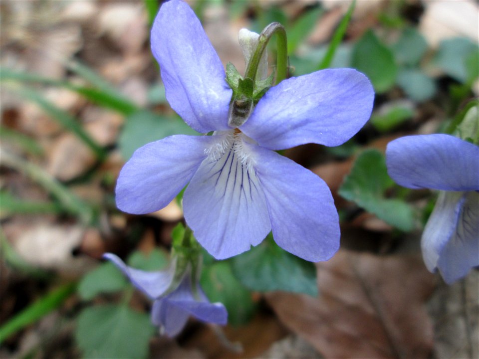 Hain-Veilchen (Viola riviniana) im St. Johanner Stadtwald