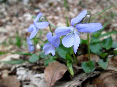 Hain-Veilchen (Viola riviniana) im St. Johanner Stadtwald