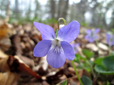 Hain-Veilchen (Viola riviniana) in der Schwetzinger Hardt