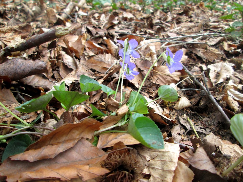Hain-Veilchen (Viola riviniana) in der Schwetzinger Hardt