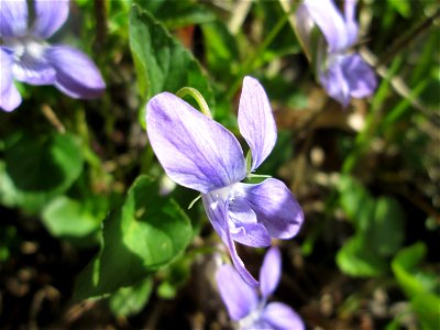 Hain-Veilchen (Viola riviniana) im Steinbachtal bei Saarbrücken