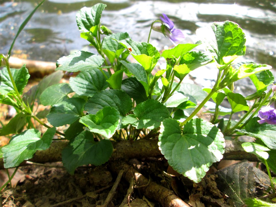 Hain-Veilchen (Viola riviniana) am Gouvysweiher im Steinbachtal bei Saarbrücken