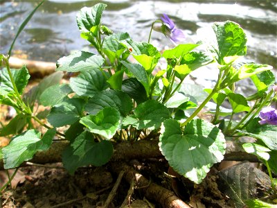Hain-Veilchen (Viola riviniana) am Gouvysweiher im Steinbachtal bei Saarbrücken