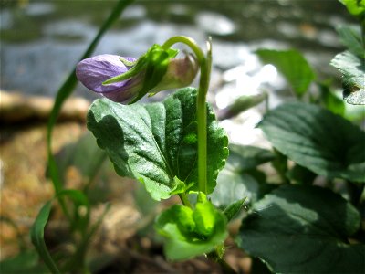 Hain-Veilchen (Viola riviniana) am Gouvysweiher im Steinbachtal bei Saarbrücken
