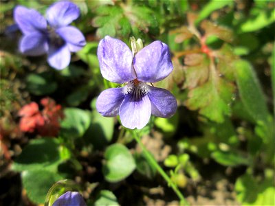 Hain-Veilchen (Viola riviniana) am Reppersberg in Alt-Saarbrücken