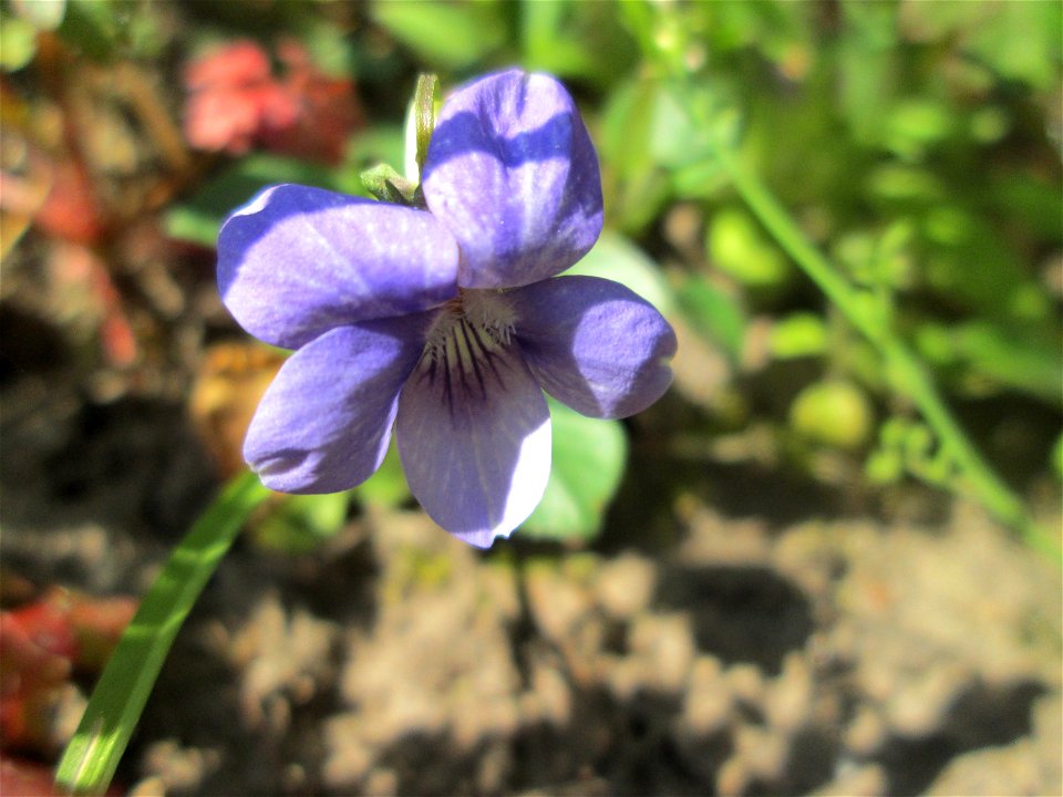 Hain-Veilchen (Viola riviniana) am Reppersberg in Alt-Saarbrücken