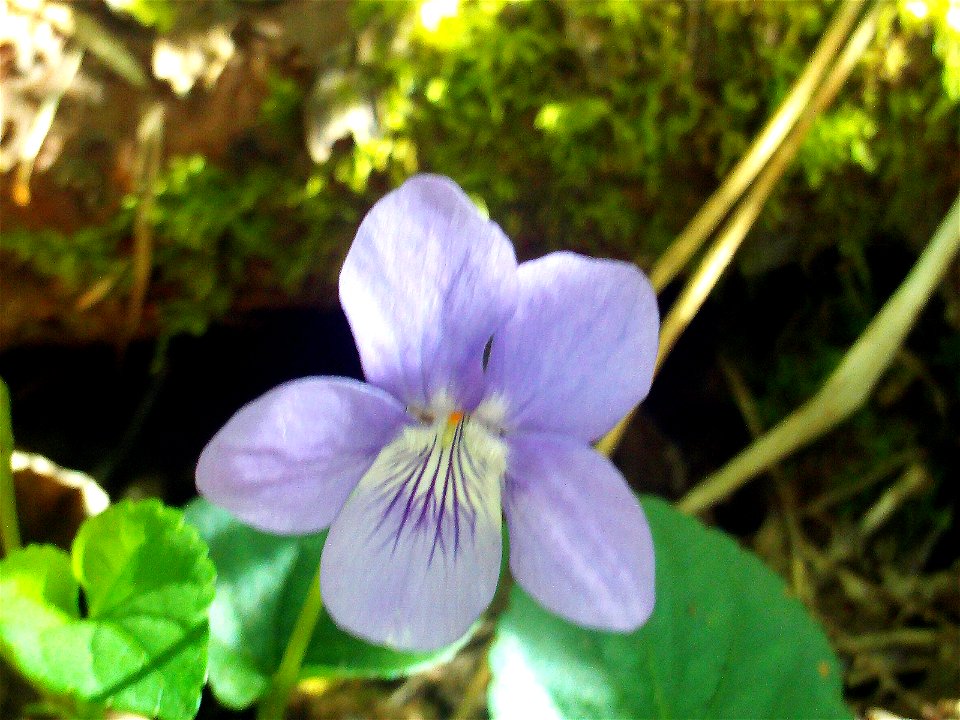 Viola riviniana Flower Close up, Sierra Madrona, Spain