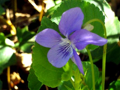 Viola riviniana Flower Close up, Sierra Madrona, Spain photo