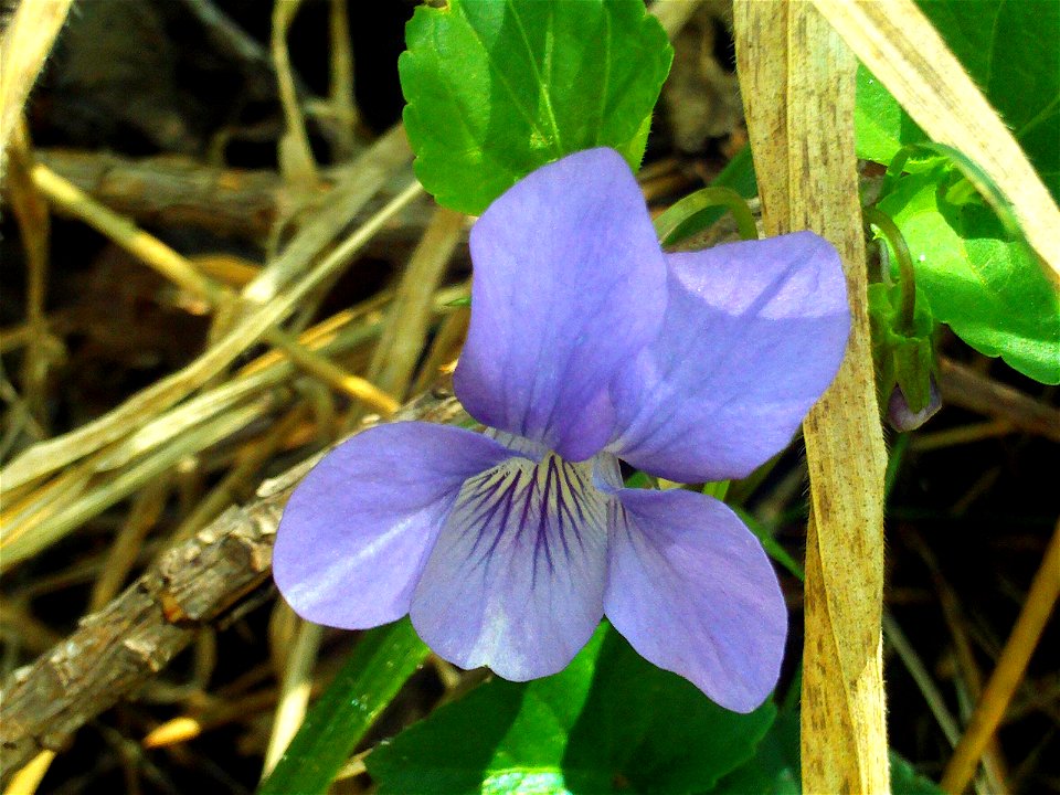 Viola riviniana Flower Close up, Sierra Madrona, Spain