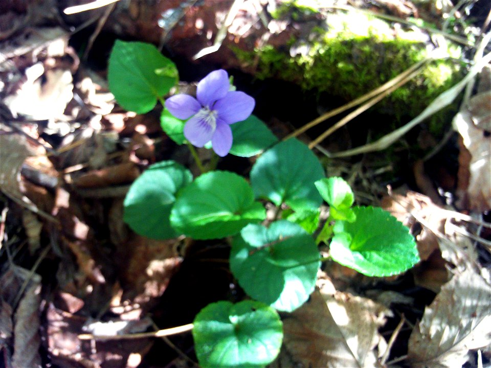 Viola riviniana habitus, Sierra Madrona, Spain
