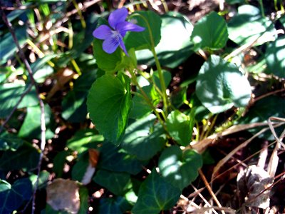 Viola riviniana habitus, Sierra Madrona, Spain