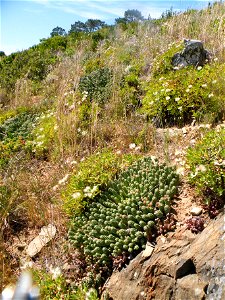 Euphorbia caput-medusae. Photo taken on Signal Hill, Table Mountain, South Africa. photo