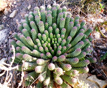 Euphorbia caput-medusae. The Medusas Head Euphorbia from Cape Town. Photo taken on Table Mountain.
