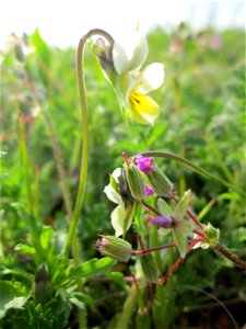 Acker-Stiefmütterchen (Viola arvensis) und Reiherschnabel (Erodium cicutarium) im Naturschutzgebiet Bachwiesen/Leopoldswiesen (Hockenheim) photo