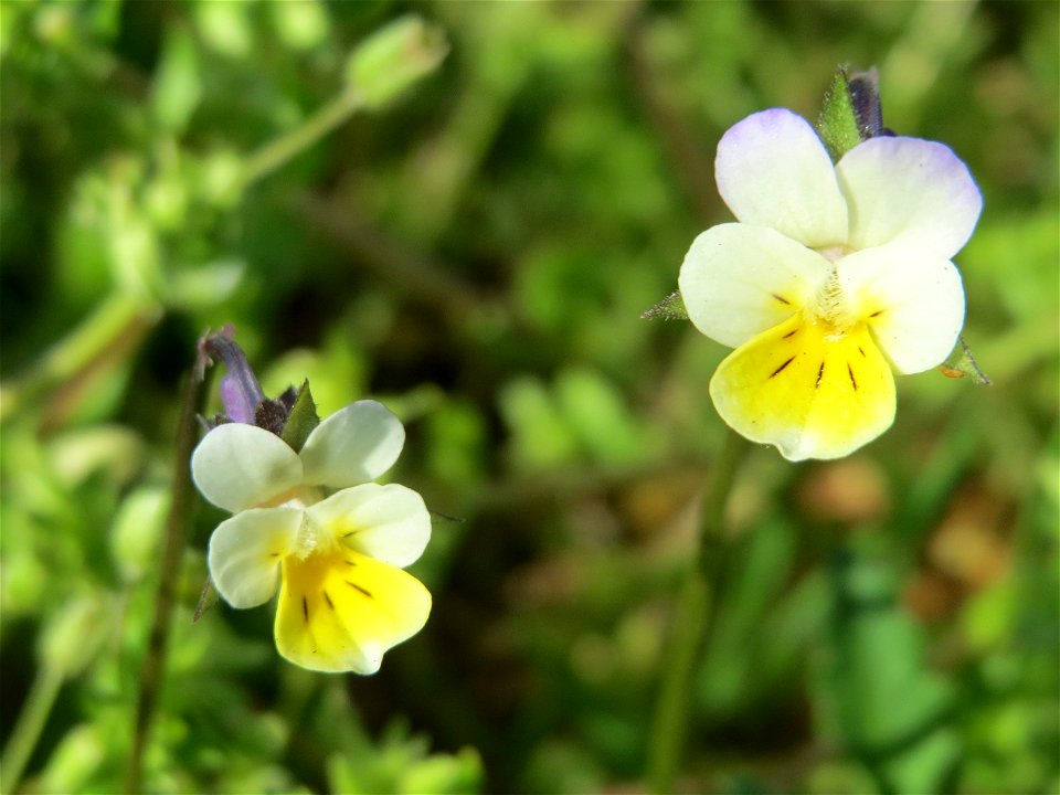 Acker-Stiefmütterchen (Viola arvensis) in Hockenheim