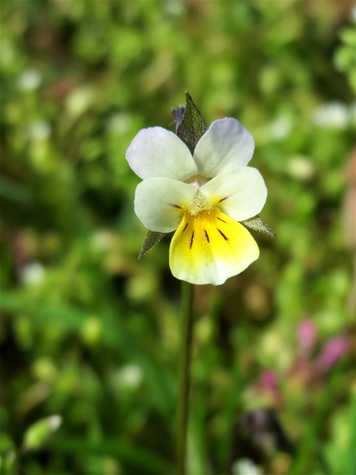 Acker-Stiefmütterchen (Viola arvensis) in Hockenheim