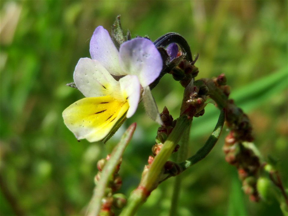 Acker-Stiefmütterchen (Viola arvensis) in Hockenheim