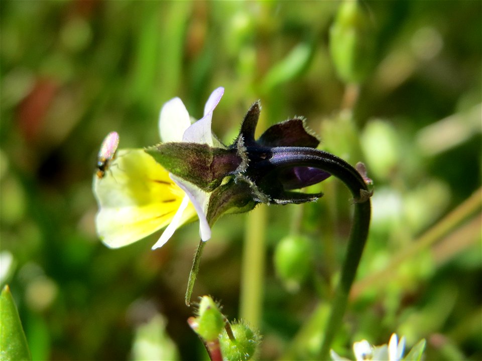 Acker-Stiefmütterchen (Viola arvensis) in Hockenheim