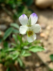 Acker-Stiefmütterchen (Viola arvensis) in Hockenheim