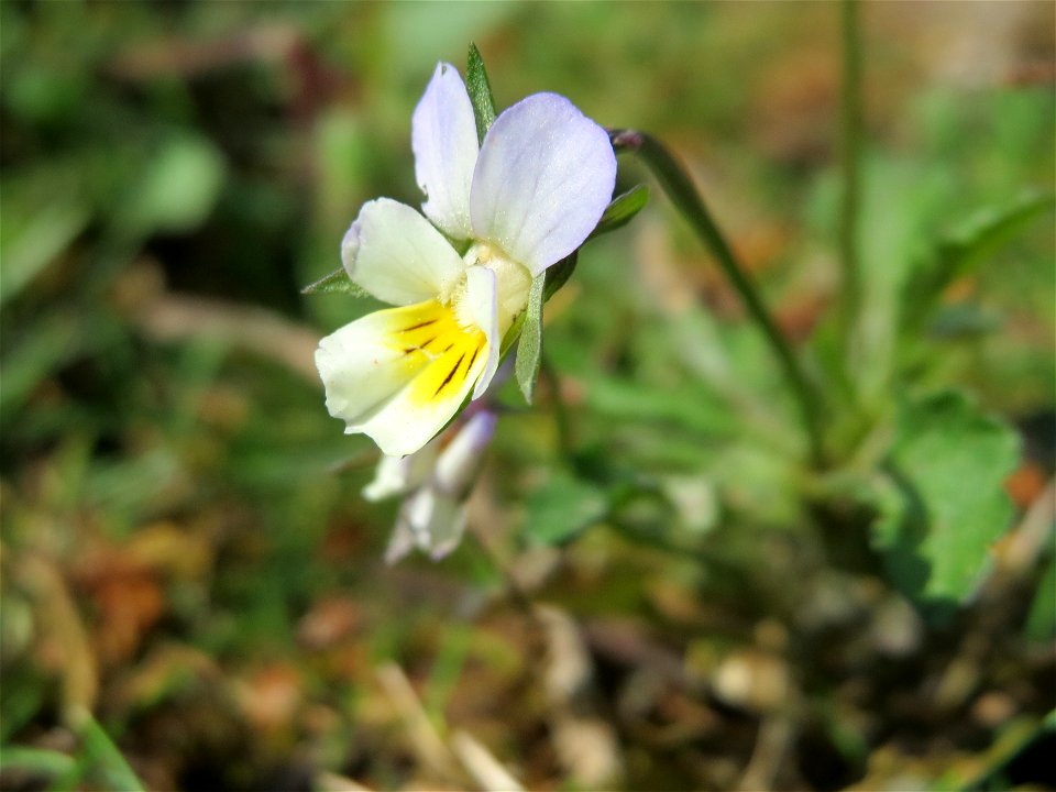Acker-Stiefmütterchen (Viola arvensis) bei Reilingen
