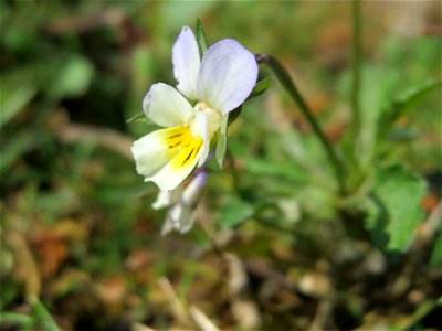 Acker-Stiefmütterchen (Viola arvensis) bei Reilingen