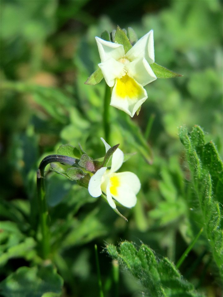 Acker-Stiefmütterchen (Viola arvensis) bei Neulußheim (Gemarkung Altlußheim)