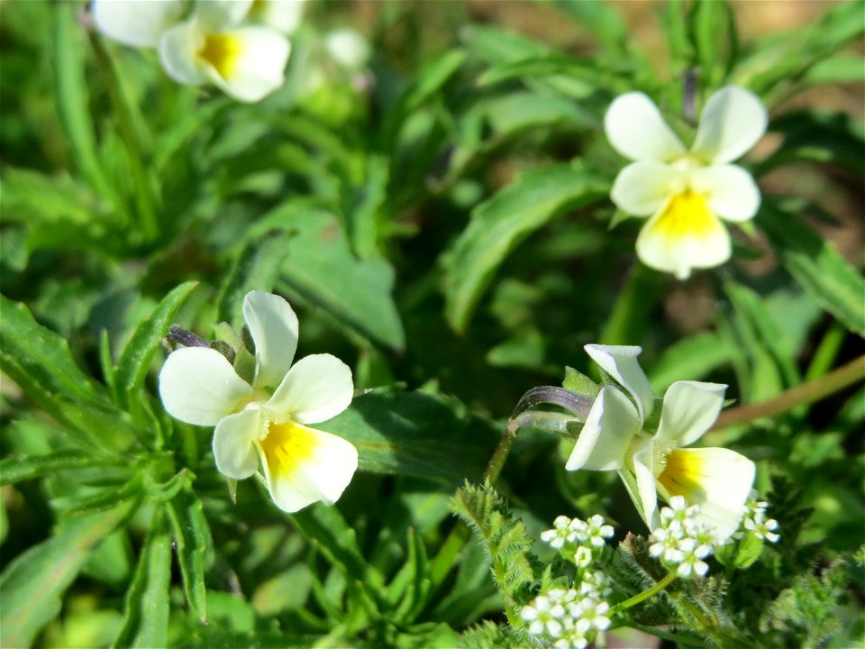 Acker-Stiefmütterchen (Viola arvensis) bei Neulußheim (Gemarkung Altlußheim)