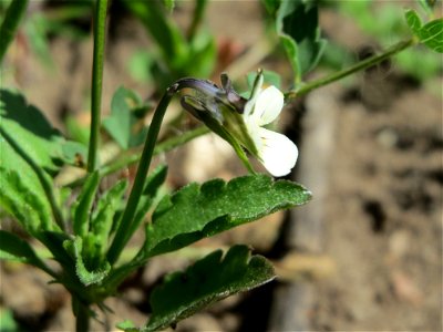 Acker-Stiefmütterchen (Viola arvensis) in den Horststückern im Landschaftsschutzgebiet Hockenheimer Rheinbogen
