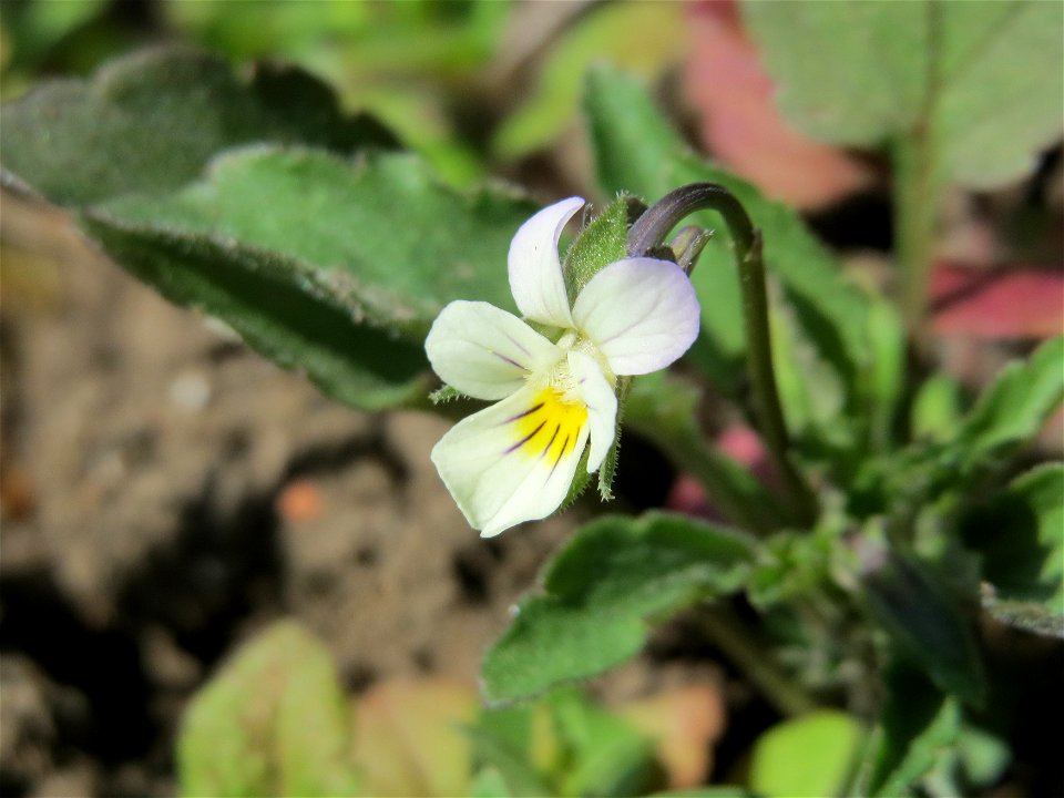 Acker-Stiefmütterchen (Viola arvensis) in den Horststückern im Landschaftsschutzgebiet Hockenheimer Rheinbogen