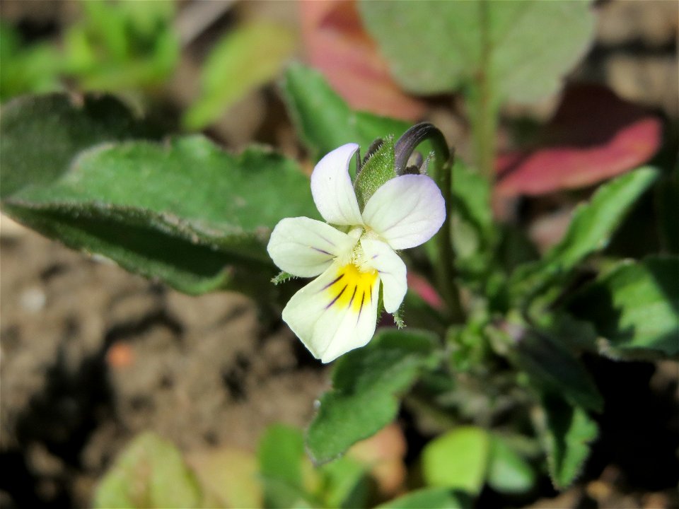 Acker-Stiefmütterchen (Viola arvensis) in den Horststückern im Landschaftsschutzgebiet Hockenheimer Rheinbogen