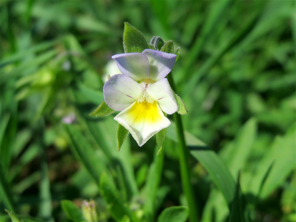 Acker-Stiefmütterchen (Viola arvensis) bei Reilingen