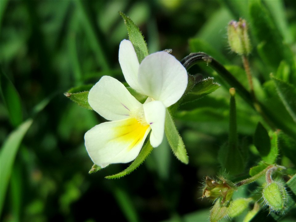 Acker-Stiefmütterchen (Viola arvensis) bei Reilingen