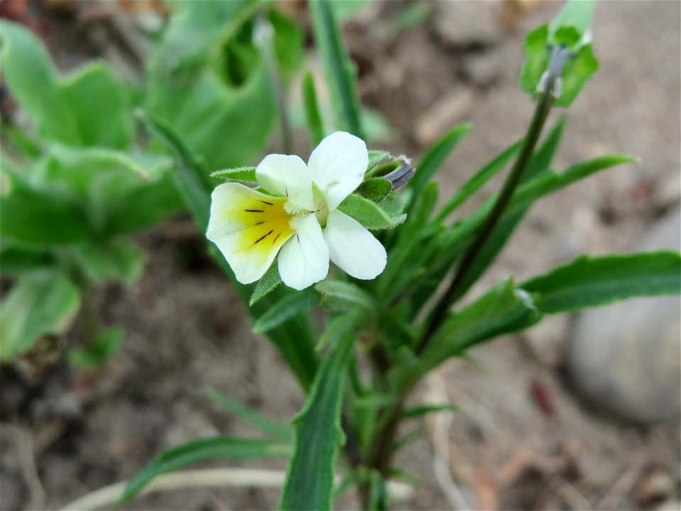 Acker-Stiefmütterchen (Viola arvensis) bei Neulußheim
