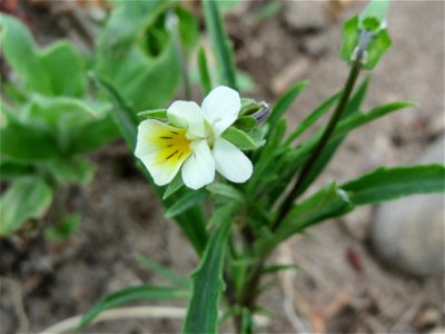 Acker-Stiefmütterchen (Viola arvensis) bei Neulußheim