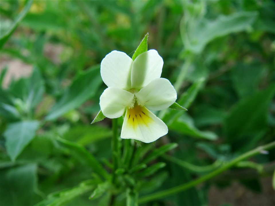 Acker-Stiefmütterchen (Viola arvensis) auf einem Schuttplatz bei Neulußheim (Gemarkung Altlußheim)