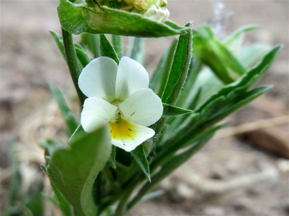 Acker-Stiefmütterchen (Viola arvensis) bei Neulußheim